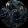 blackpetals
